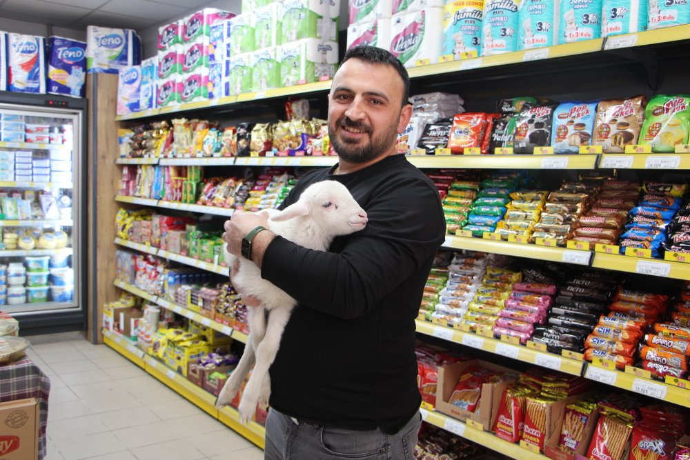 Bezlediği kuzuya marketinde bakıyor