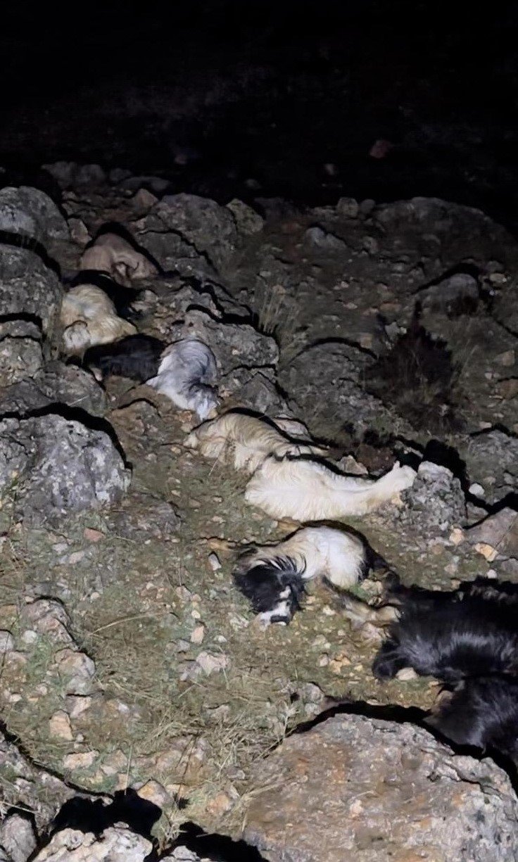 Düşen yıldırım 25 hayvanı telef etti