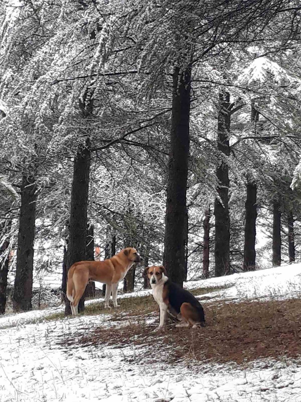 Konya’da kar yağışı... 3 ilçe beyaza büründü