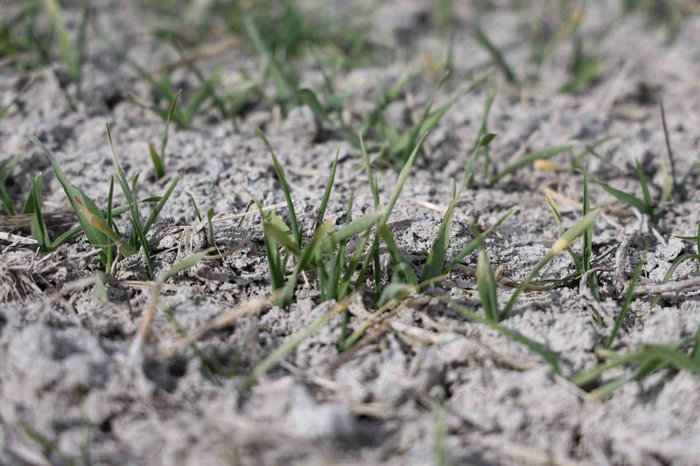 Türkiye'nin tahıl ambarı Konya Ovası’nda son durum