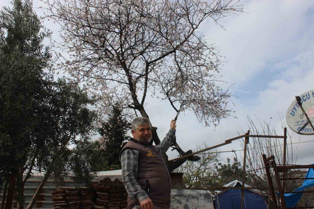 Şubat ayında çiçek açan ağaç vatandaşları şaşırttı