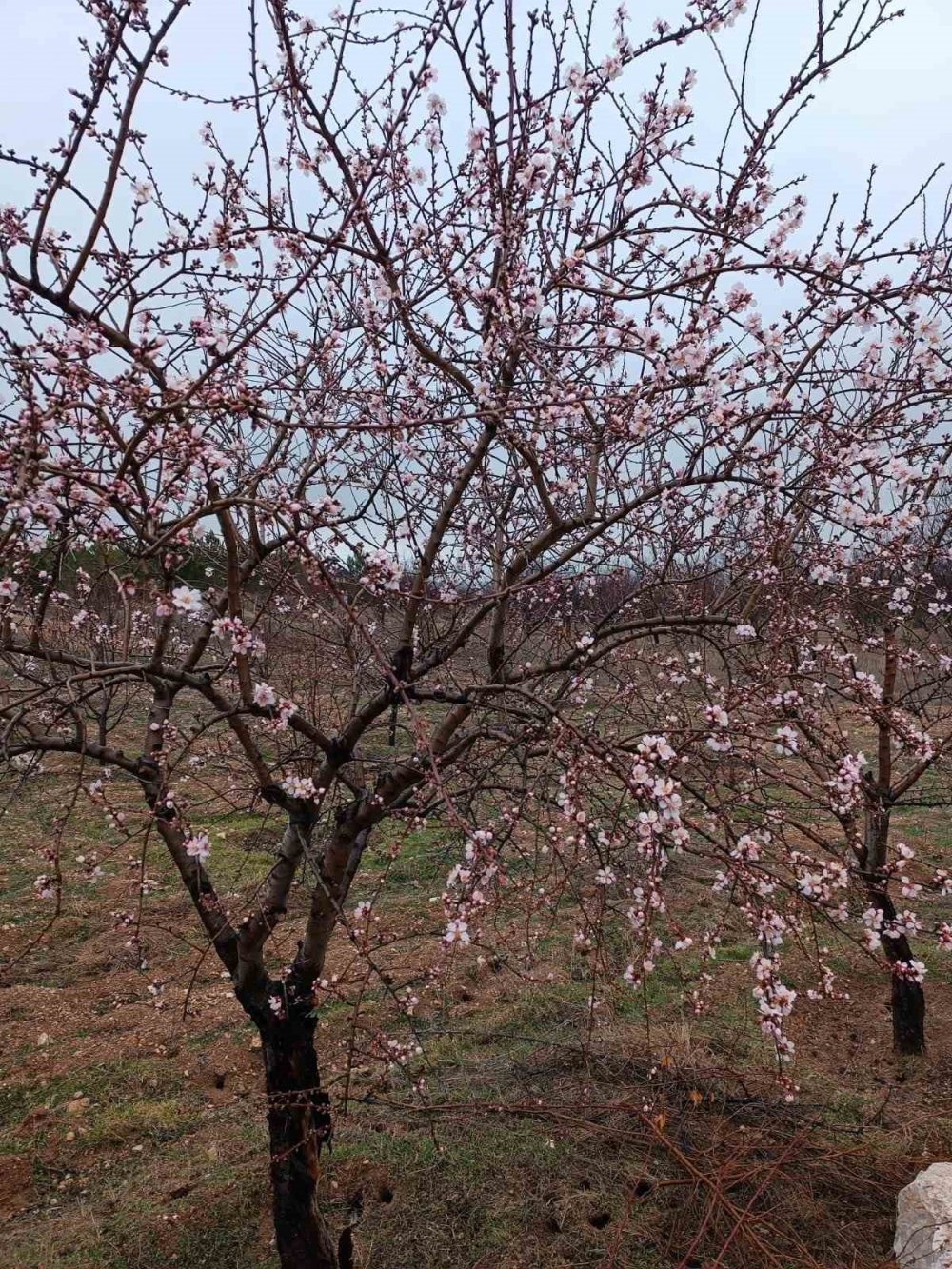 Konya’da haber erken geldi! Ağaçlar çiçek açtı