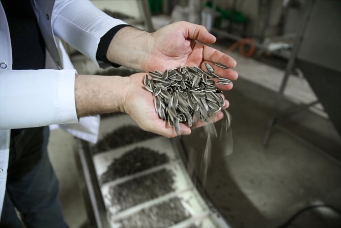 Üretimi de fiyatı da arttı! Konya'da çiftçilerin yeni gözdesi