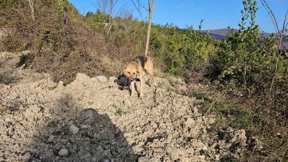 10 köpek uyuşturulup, araziye atıldı! Açıklama geldi