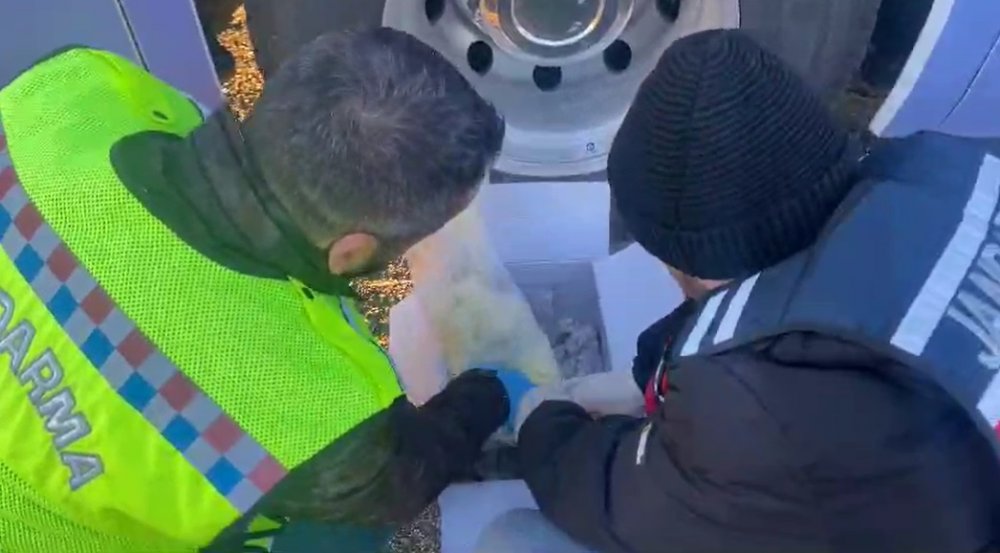 Peynir kolilerinden öyle bir şey çıktı ki...