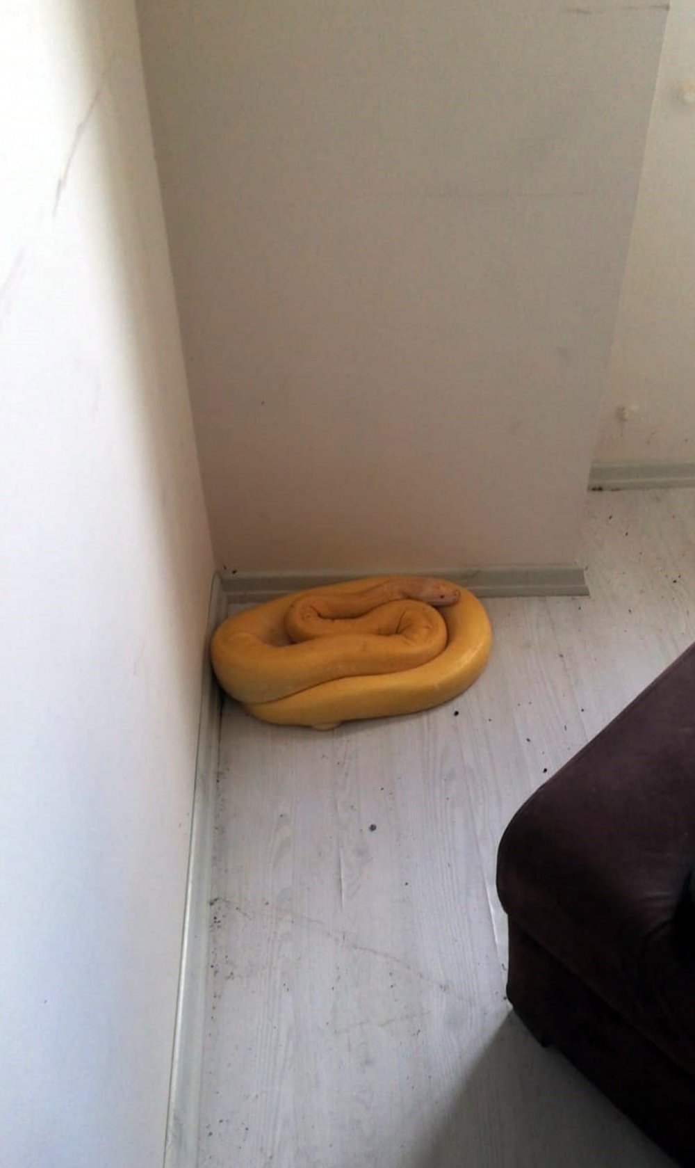 Antalya'da ev sahibi hayatının şokunu yaşadı