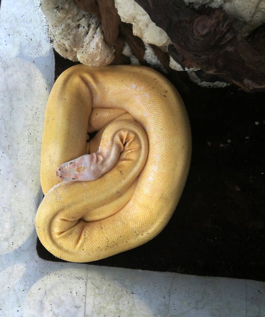 Antalya'da ev sahibi hayatının şokunu yaşadı