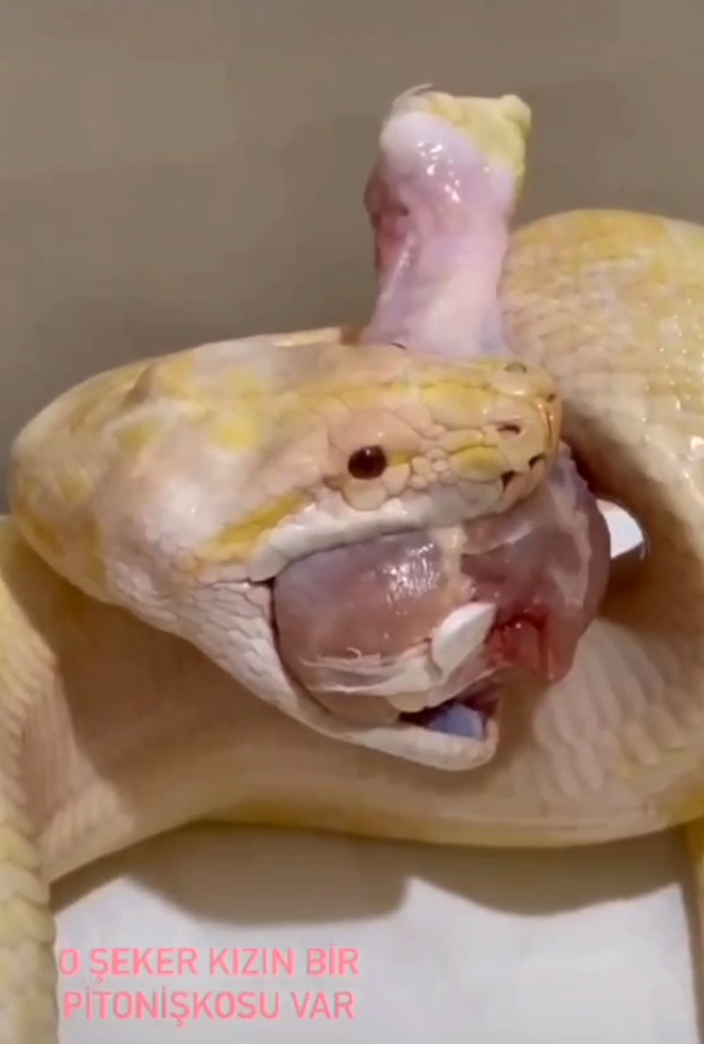 Antalya'da ev sahibi hayatının şokunu yaşadı