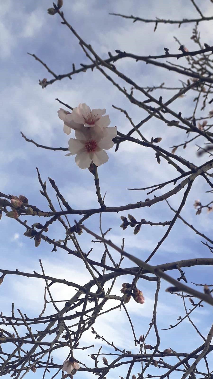 Konya’da badem ağaçları çiçek açtı