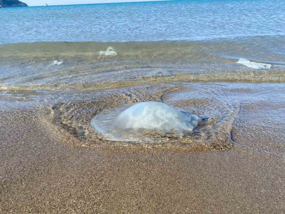 Ölüleri kıyıya vurdu