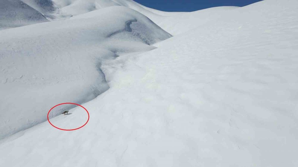 Tilki drona saldırdı