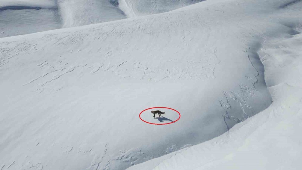 Tilki drona saldırdı