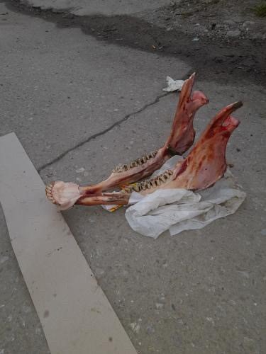 Çöpte eti sıyrılmış tek tırnaklı hayvan kemikleri bulundu