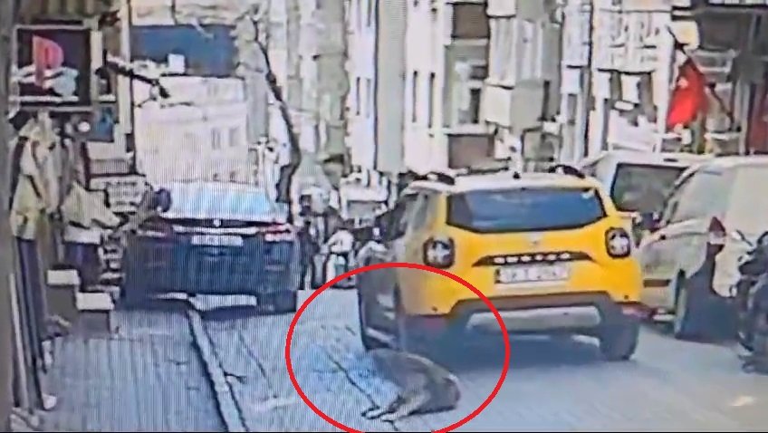 Uyuyan köpeği aracıyla ezerek öldüren taksici, yoluna devam etti