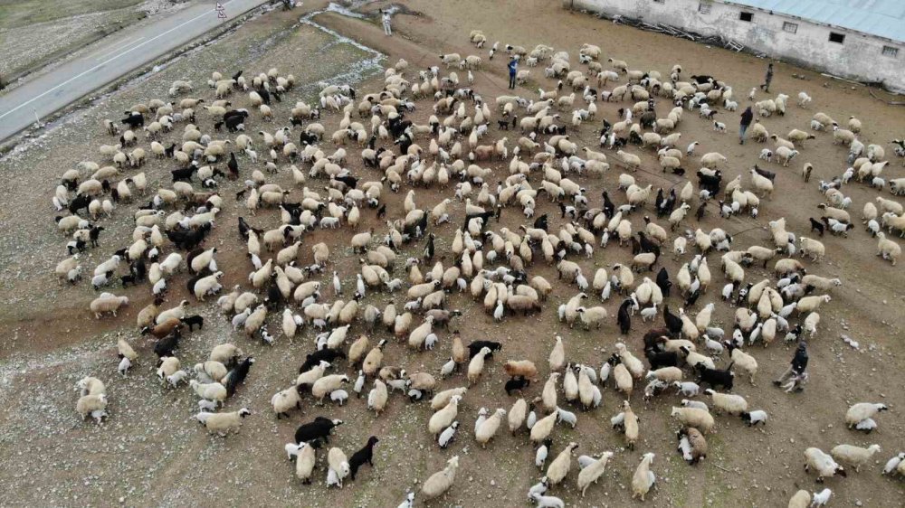 Koyun ve kuzuların renkli buluşması