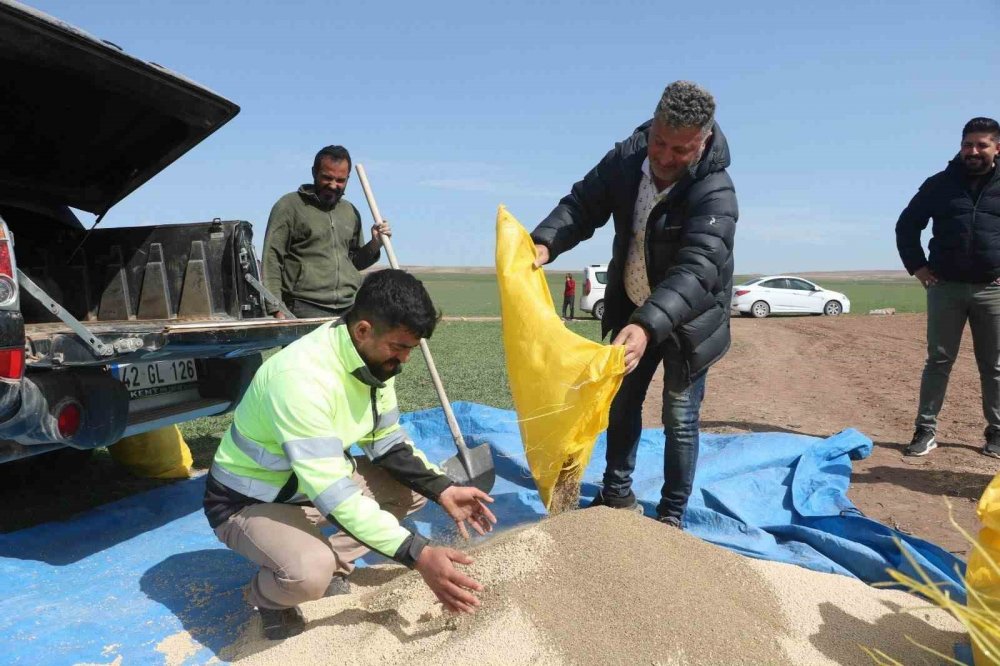 Konya'nın ilçesinde bir ilk... Alternatif ürün ekildi