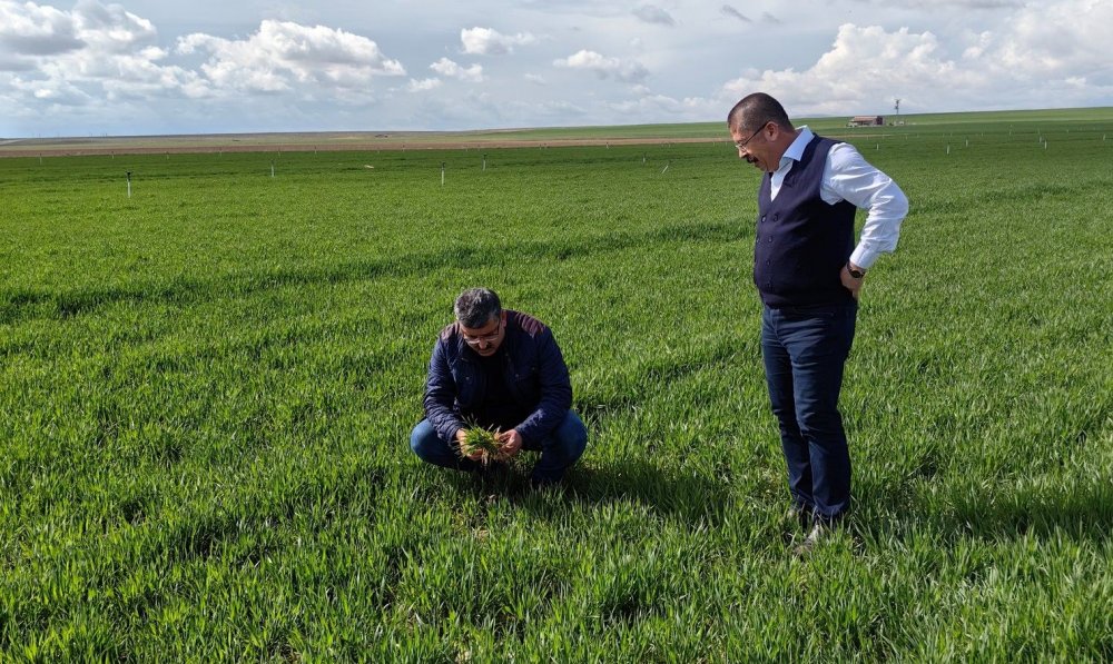Konya’da hububat ekim alanlarındaki bitki gelişimleri incelendi