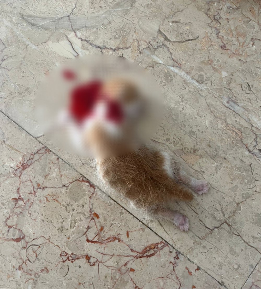 6 yavru kedi başları kesilerek öldürülldü