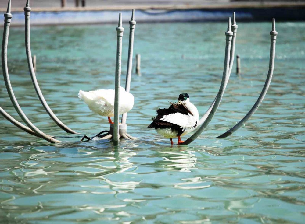 Konyalılar huzuru burada buluyor! İlgi odağı oldu