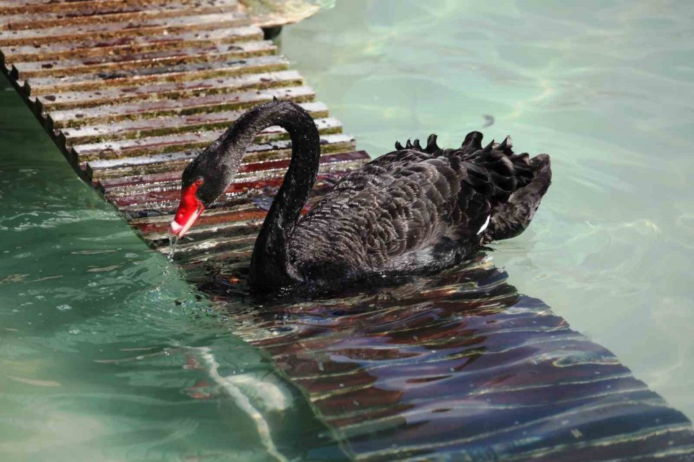 Konyalılar huzuru burada buluyor! İlgi odağı oldu
