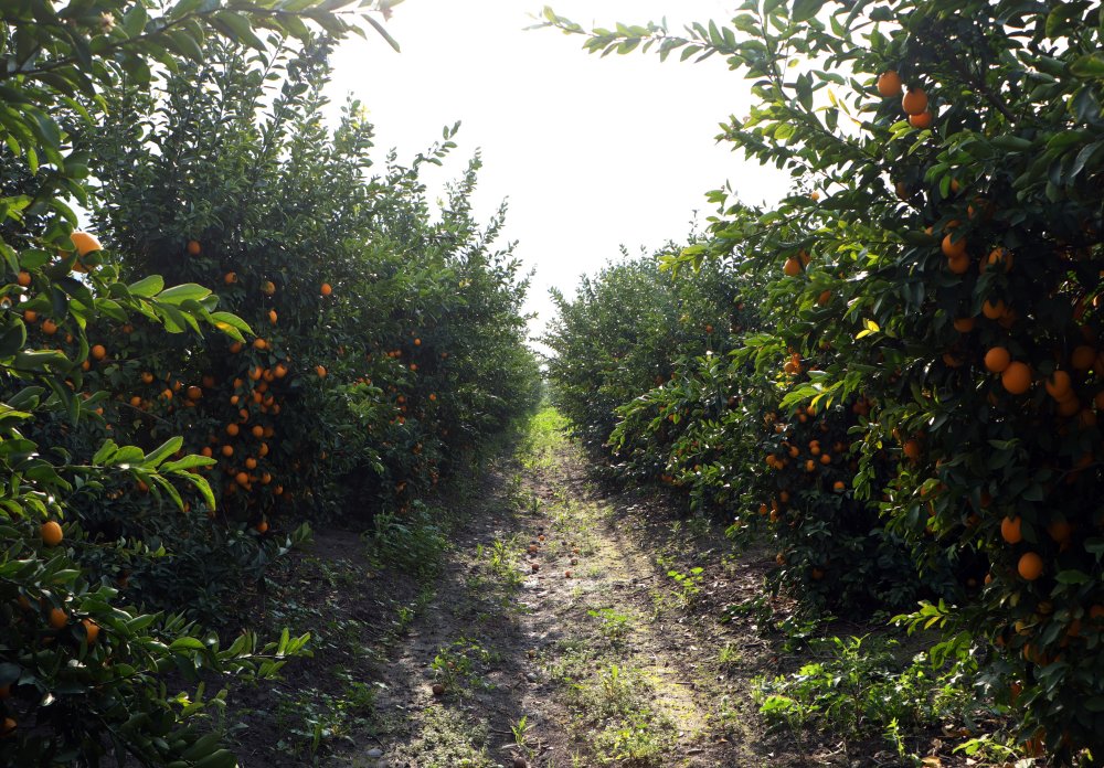 Sinek artışı ve şark çıbanı uyarısı