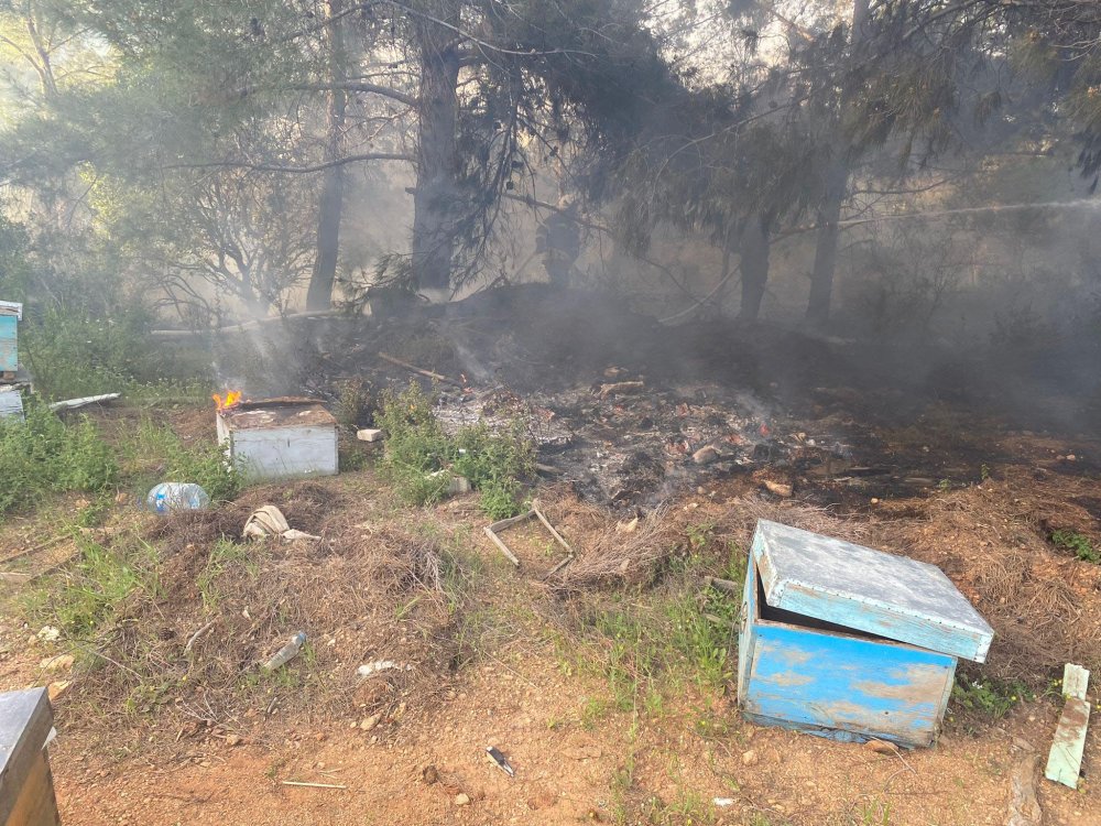 Çıkan orman yangını büyümeden söndürüldü