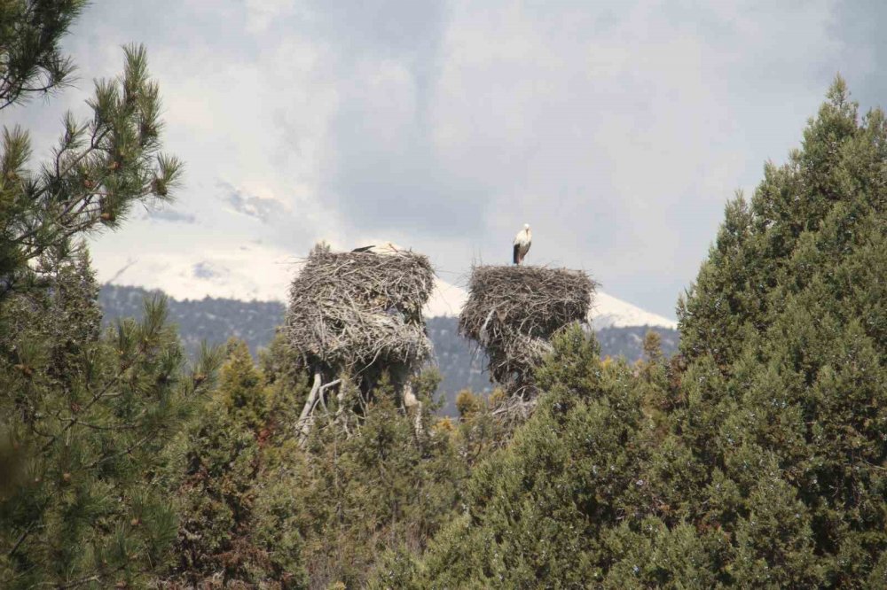 Konya'da ardıç ağaçlarının üzerindeki yuvalar leyleklerle şenlendi