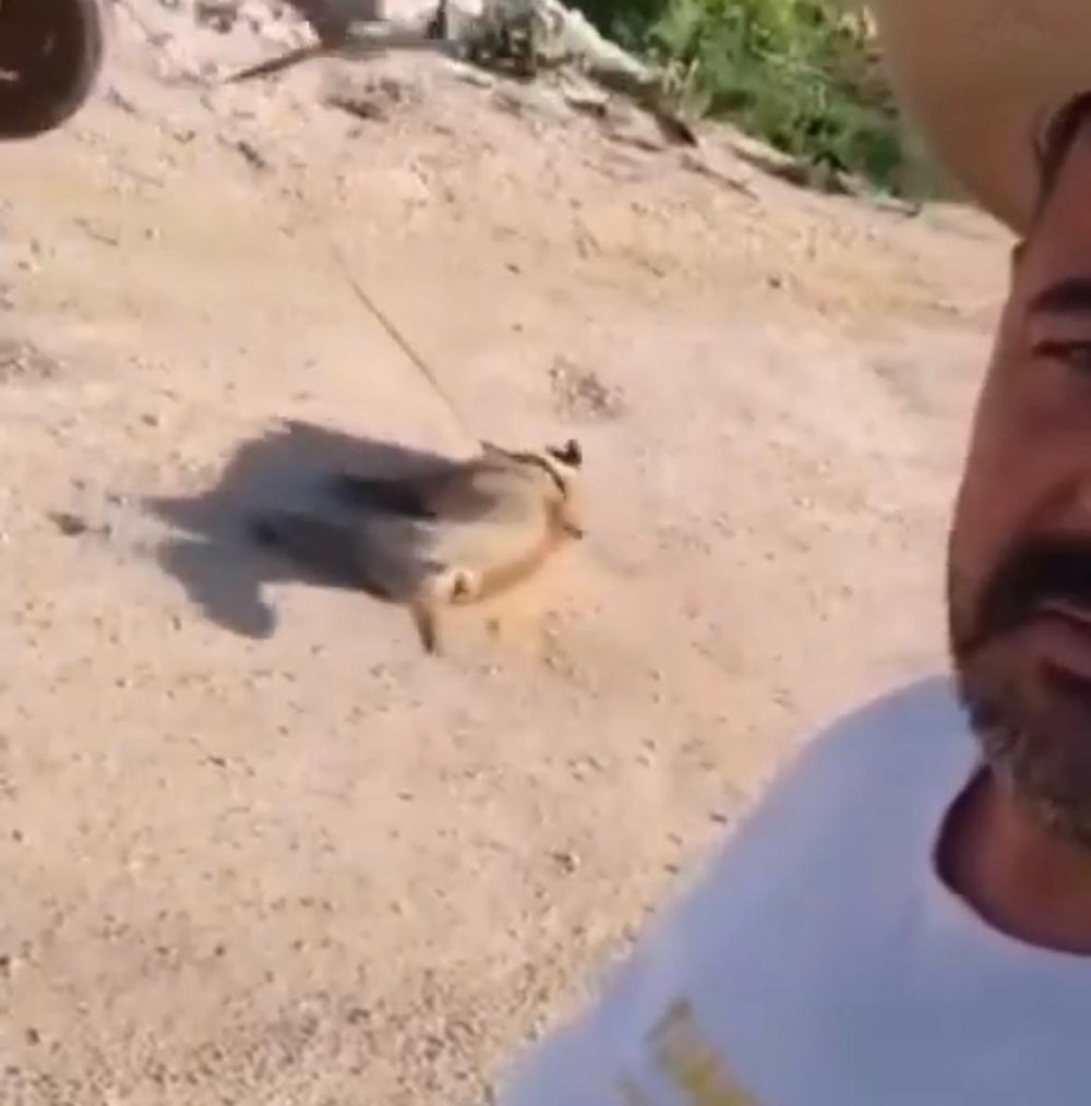 Öldürdüğü köpeği at arabası arkasında sürükledi