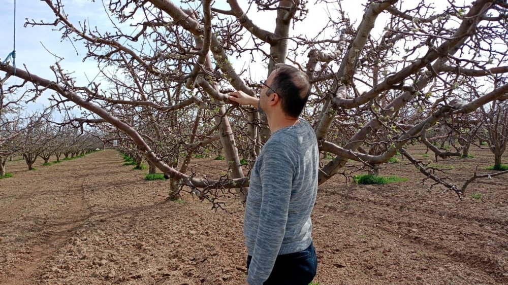 Konya'da bakla zınnılar dört bir yanı sardılar!