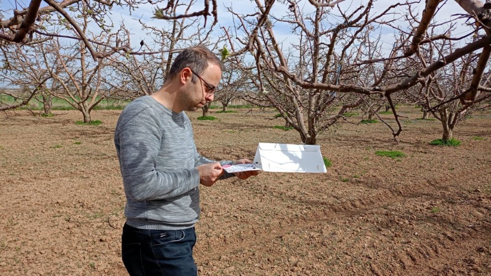 Konya'da bakla zınnılar dört bir yanı sardılar!
