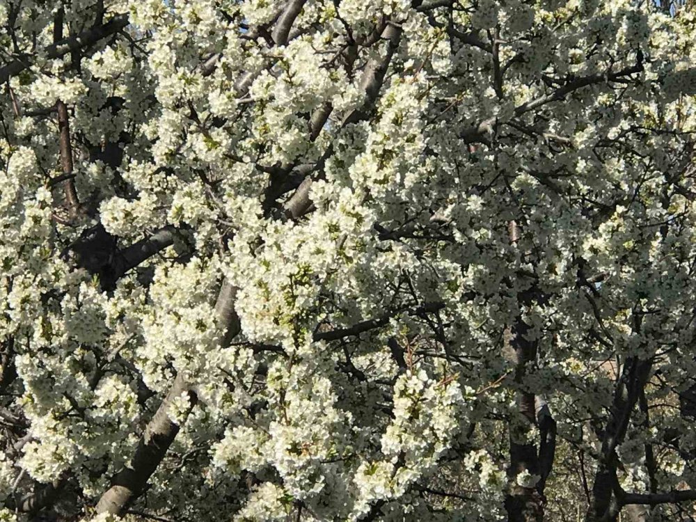 Konya'da kartpostallık görüntü...Kiraz ve vişne bahçeleri gelinliği giydi