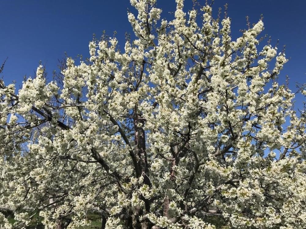 Konya'da kartpostallık görüntü...Kiraz ve vişne bahçeleri gelinliği giydi