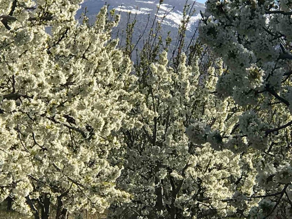 Konya'da kartpostallık görüntü...Kiraz ve vişne bahçeleri gelinliği giydi