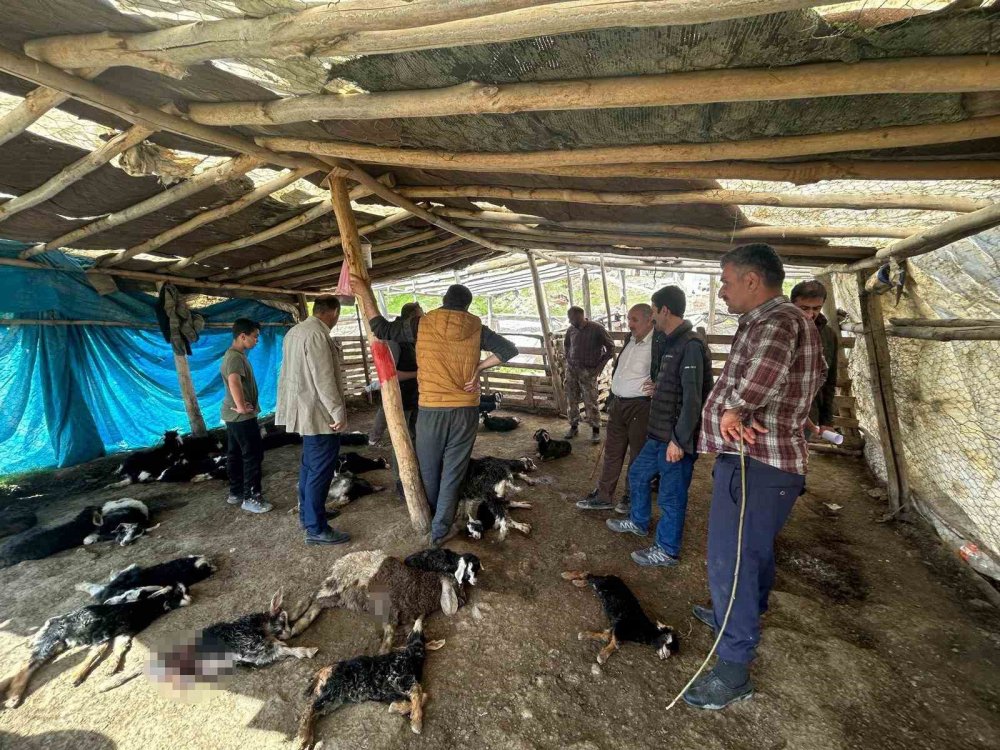 Başıboş köpekler 45 oğlağı telef etti