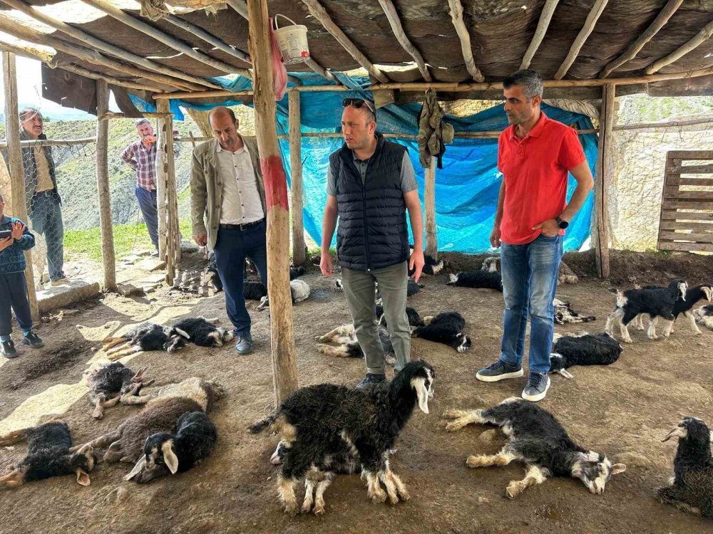 Başıboş köpekler 45 oğlağı telef etti