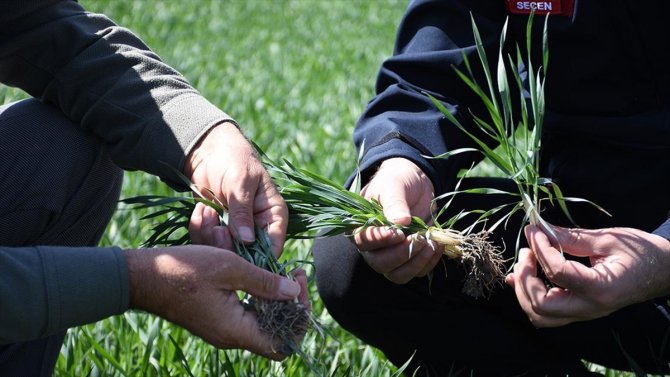 Konya'da kar yok ama rekolte var!