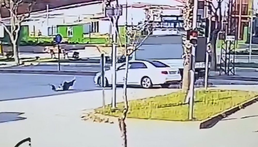 Köpeklerden kaçarken otomobil çarptı!