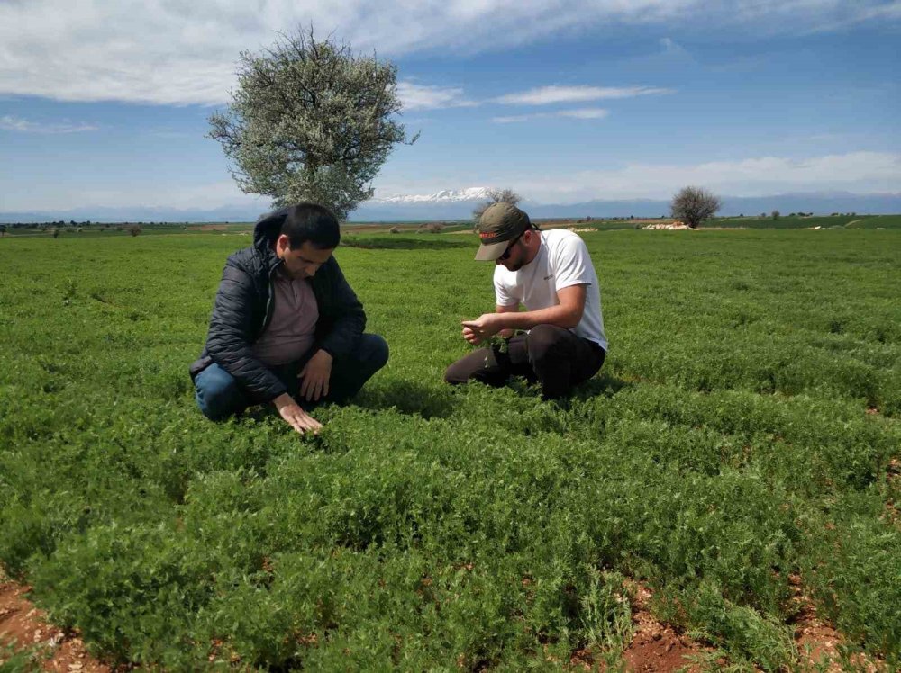 Konya'nın ilçesinde arpa yaprak yanıklığı hastalığı tespit edildi