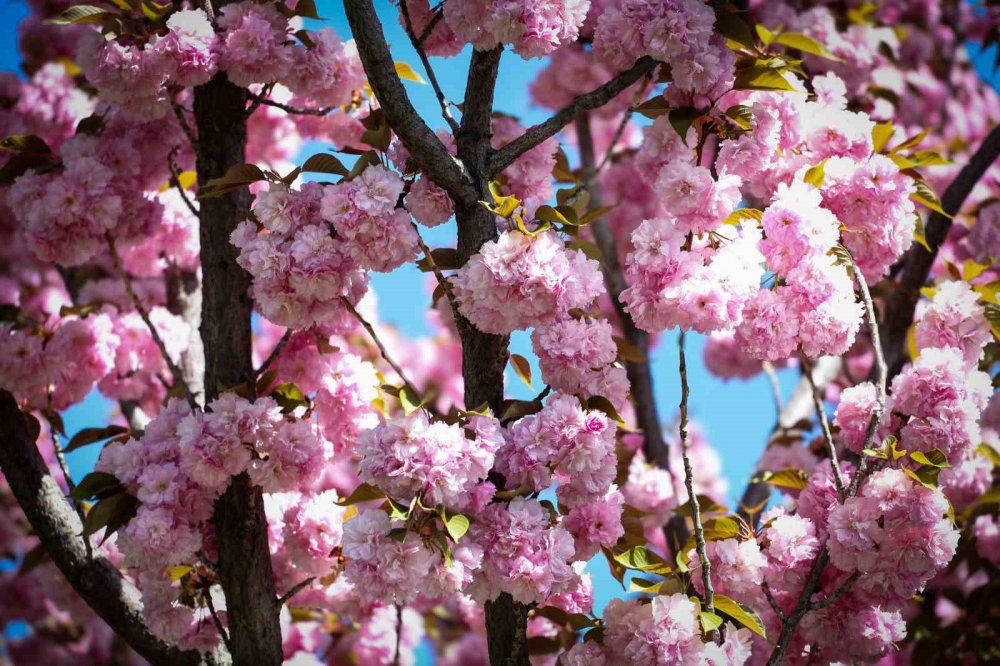 Konya’da sakura ağaçları görenleri hayran bırakıyor