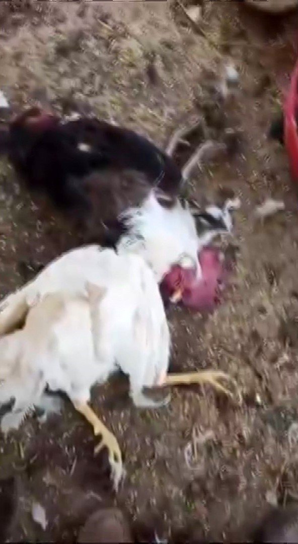 Sokak köpekleri iki kümeste 31 tavuğu telef etti