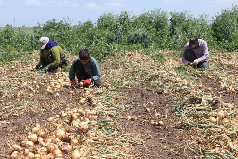 12 saat çalışıyorlar, 900 TL alıyorlar