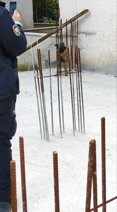 Sokak köpekleri 3 çocuğa saldırdı! İşte o anlar