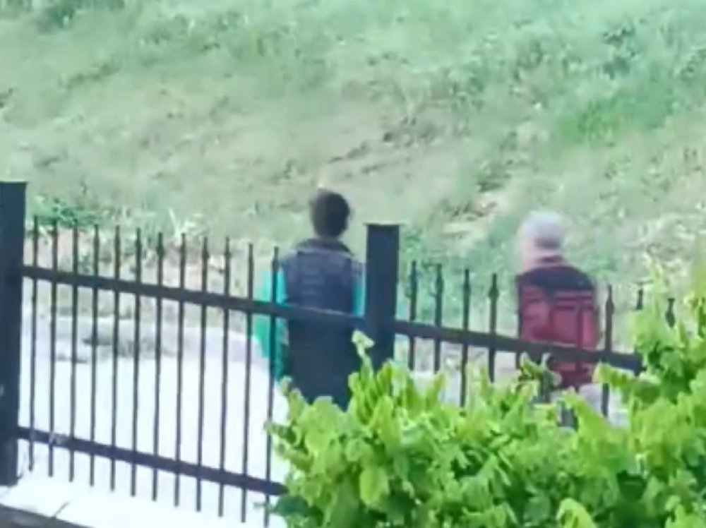 Domuz sürüsü şehre indi, vatandaşlar kovaladı