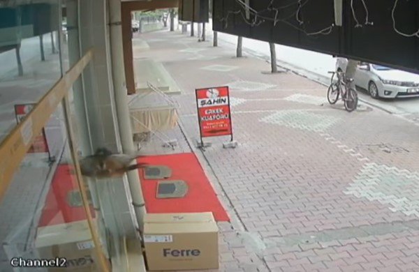 Konya'da ilginç olay! Tavuk zannetmişler...