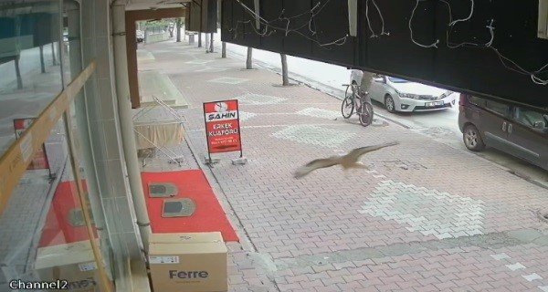 Konya'da ilginç olay! Tavuk zannetmişler...