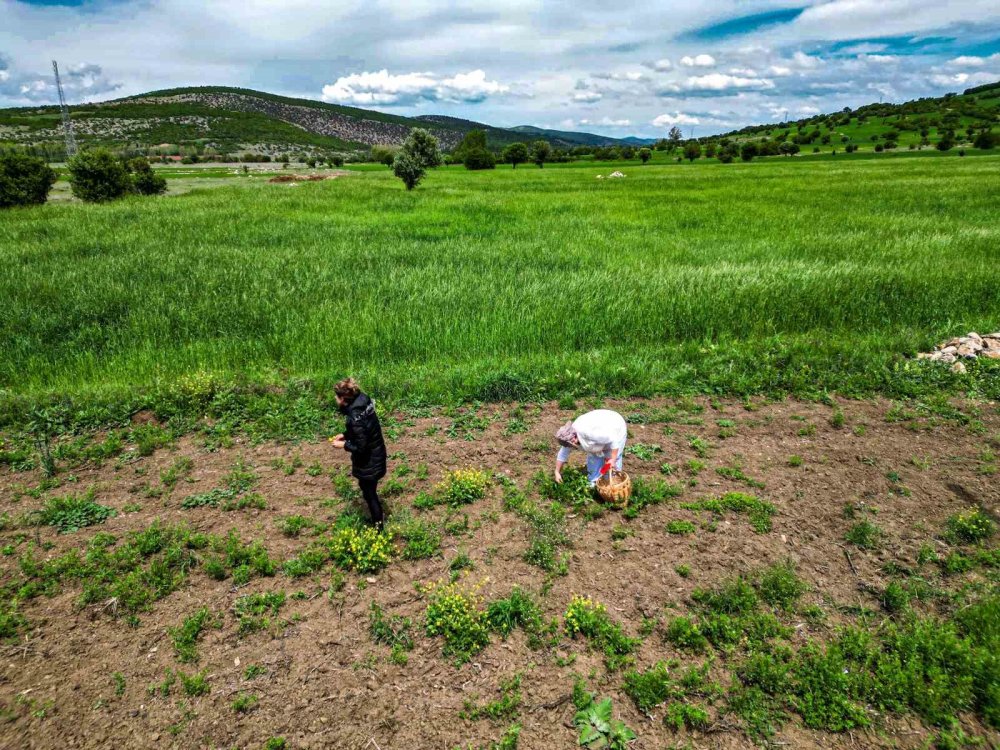 Oğlunun ölümüyle kendini doğaya verdi