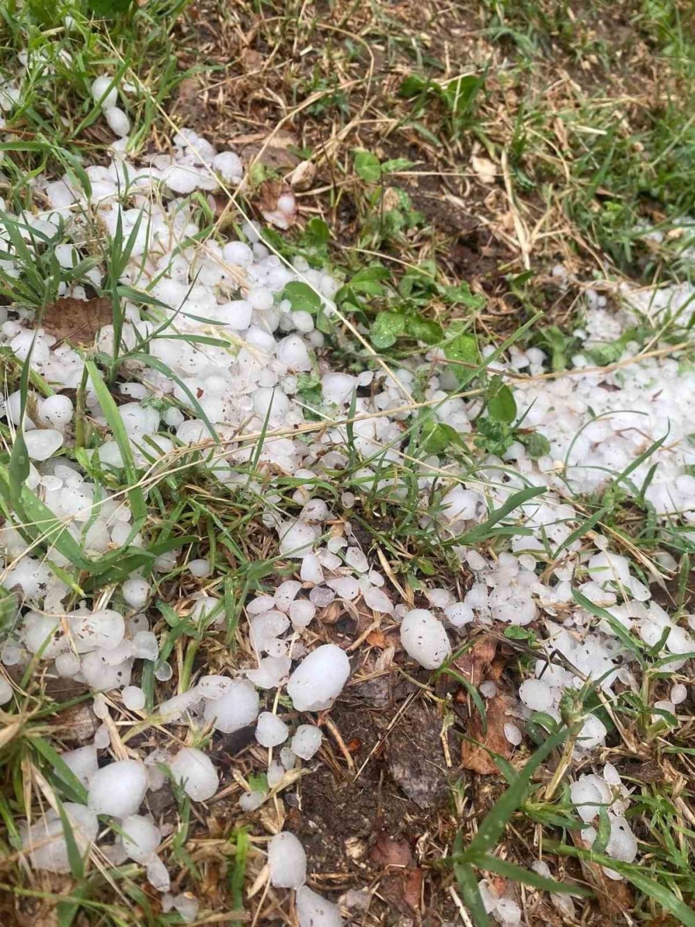 Dolu yağışı gül bahçelerini vurdu, tomurcuklar yerlere saçıldı