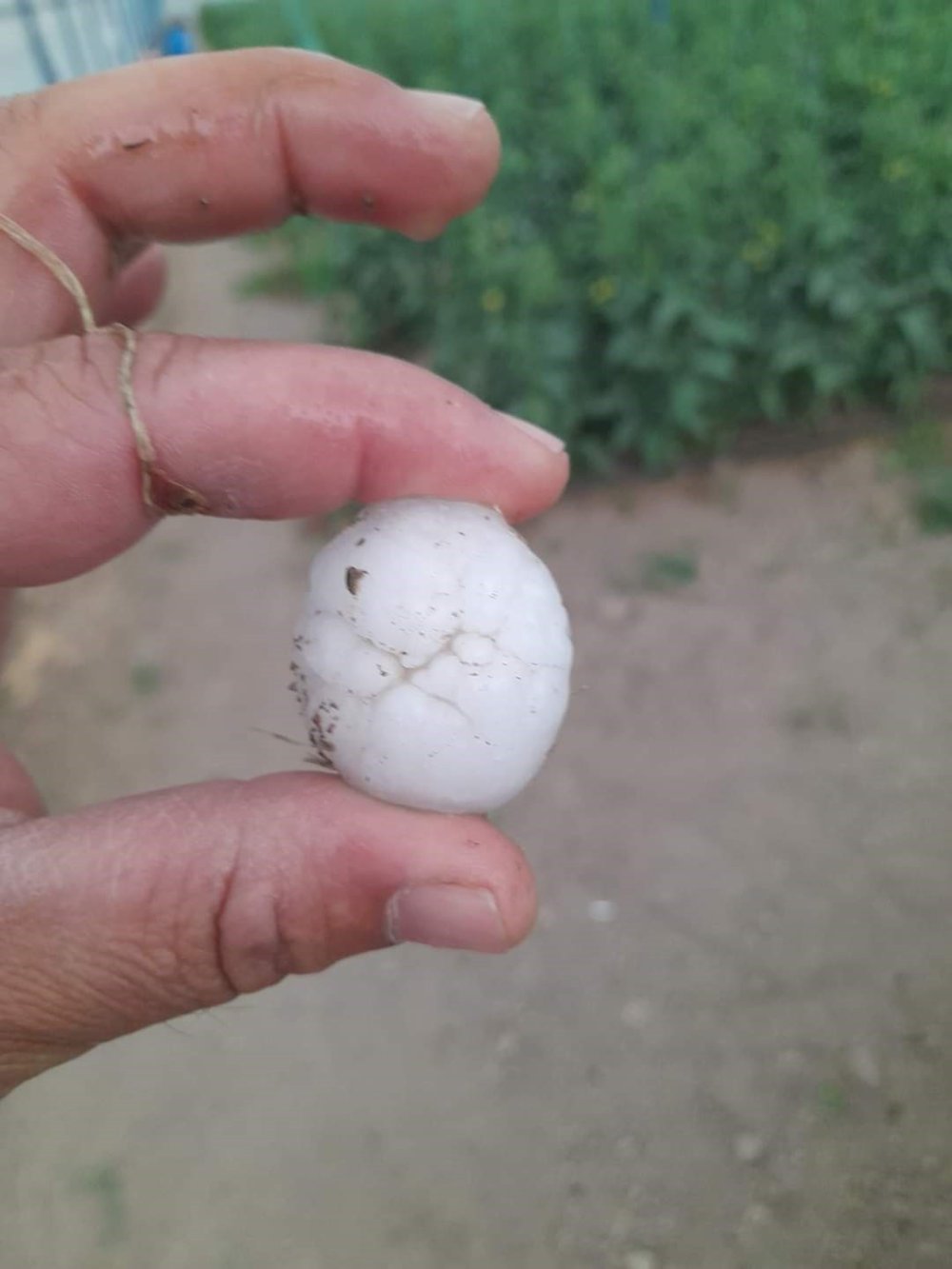 Dolu yağışı gül bahçelerini vurdu, tomurcuklar yerlere saçıldı