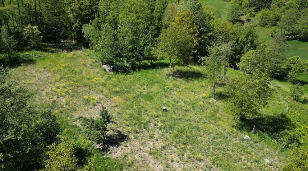 Fındığa ve çaya alternatif oldu: Kilosu bin 500 TL’den satılıyor