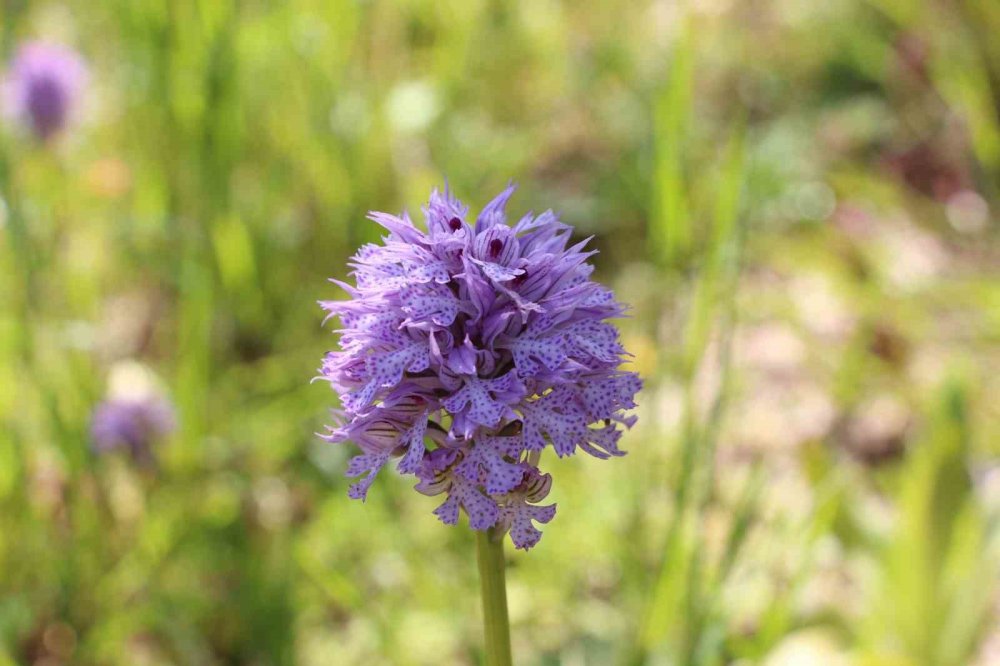 Fındığa ve çaya alternatif oldu: Kilosu bin 500 TL’den satılıyor